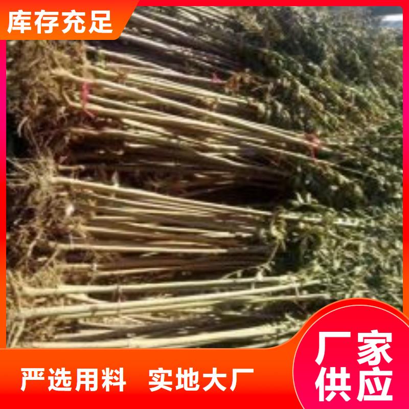 香椿苗發(fā)貨快品質(zhì)優(yōu)選