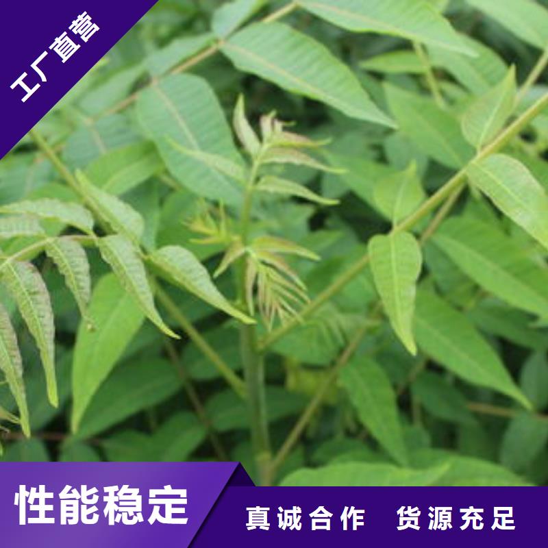 香椿苗直供廠家經(jīng)驗(yàn)豐富品質(zhì)可靠