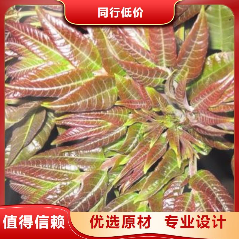 香椿苗免費(fèi)咨詢(xún)經(jīng)驗(yàn)豐富品質(zhì)可靠
