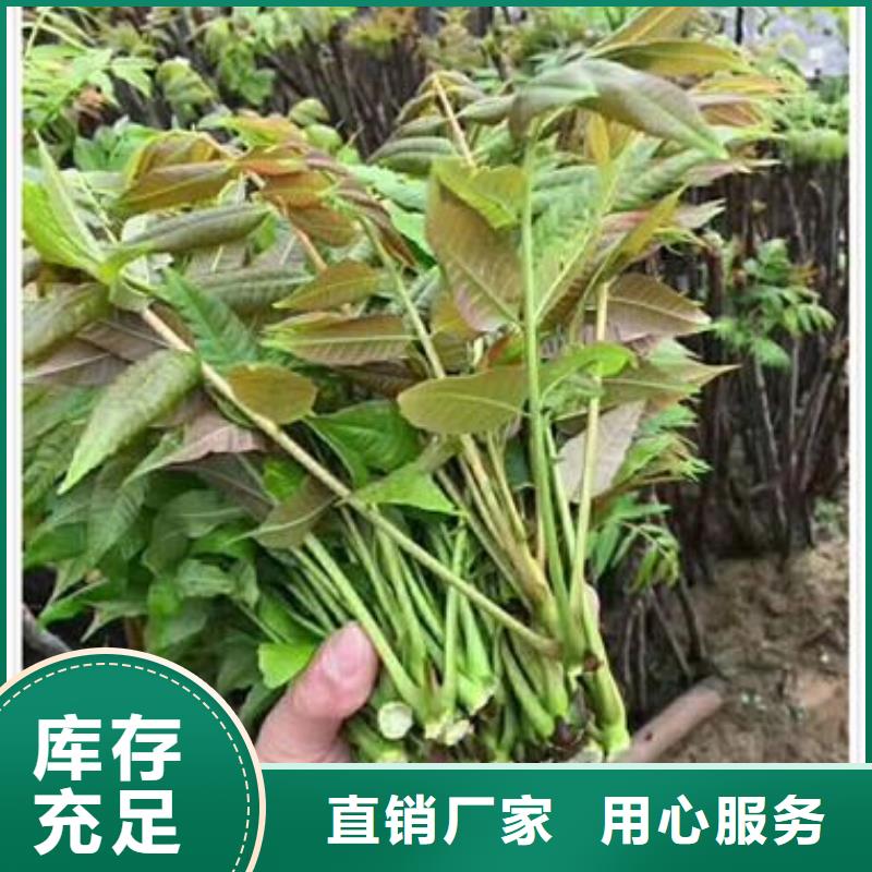 香椿苗團(tuán)隊(duì)貼心服務(wù)