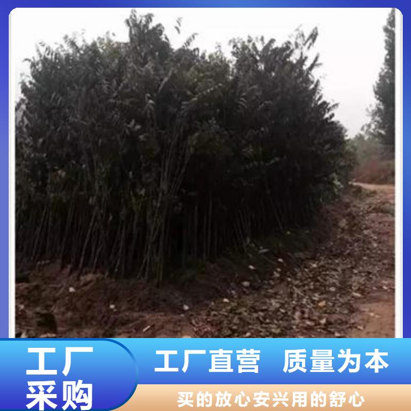 香椿苗放心購買實體誠信經(jīng)營