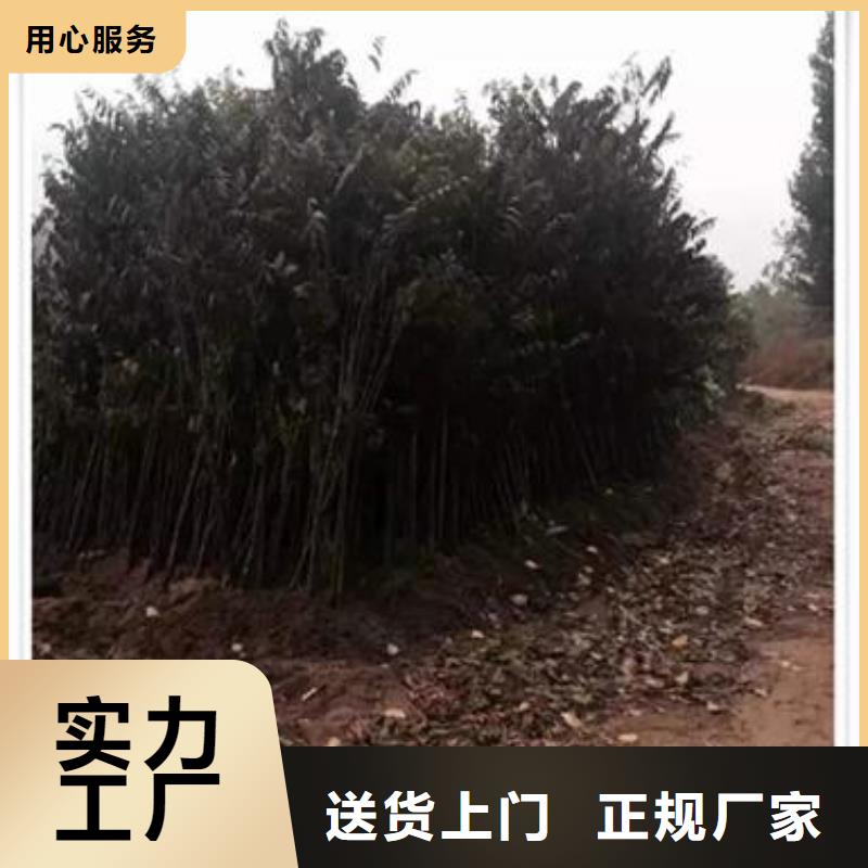 香椿苗在线咨询品质可靠