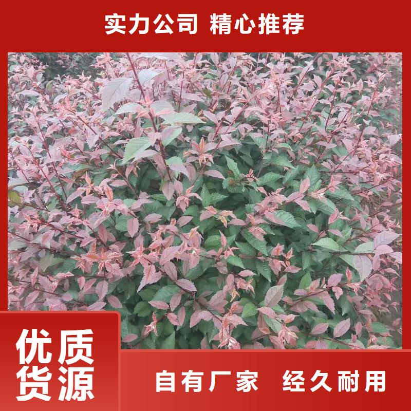 红叶榆叶梅合格才发货