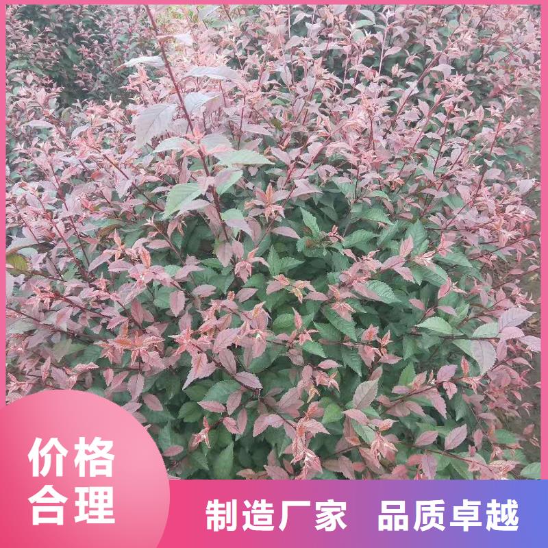 红叶榆叶梅-值得拥有多年实力厂家