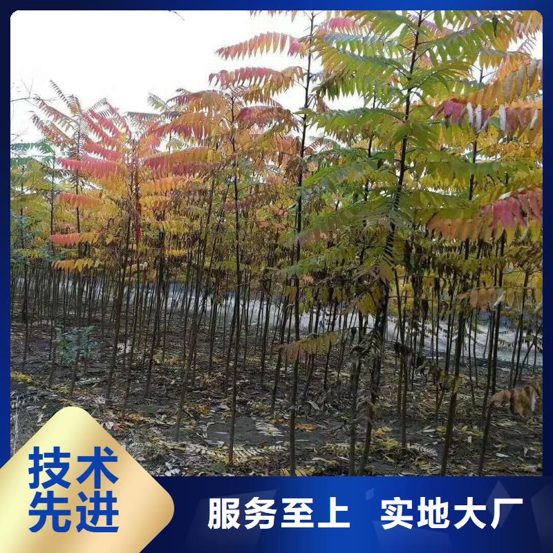 金山绣线菊小苗小苗价格多少钱