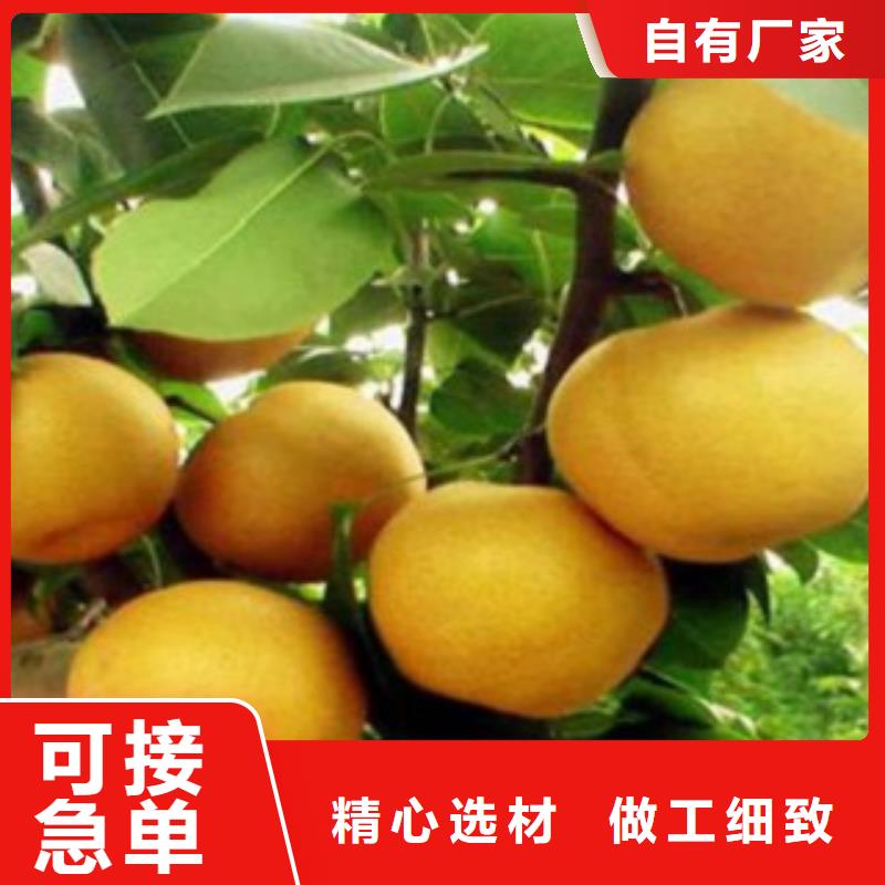 糖梨树苗品种大全
