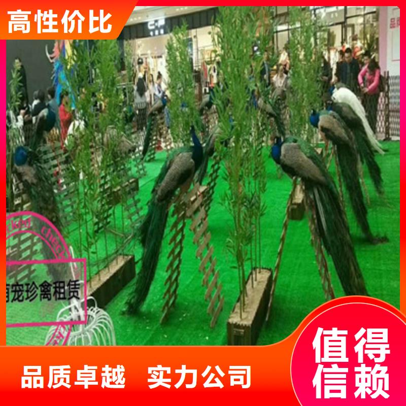 金刚鹦鹉表演