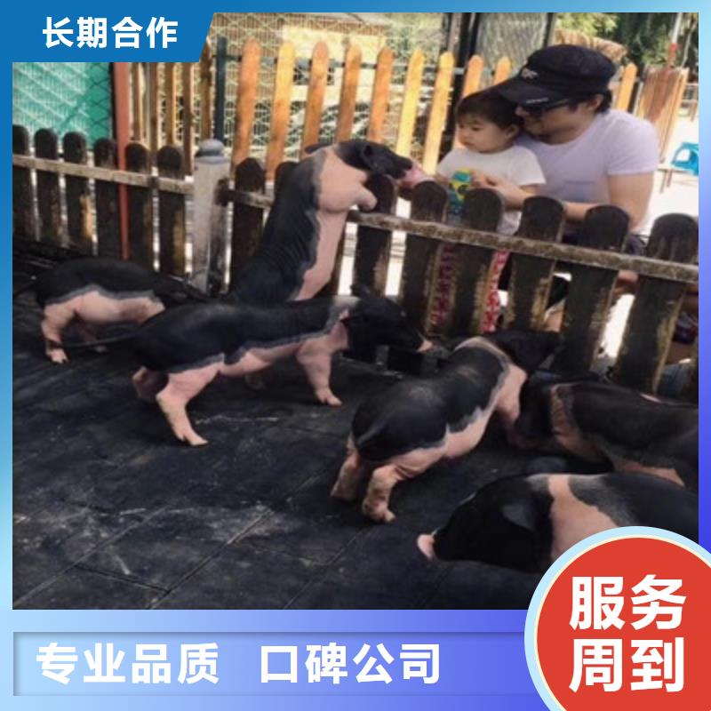 同城室内爬虫展览龙辉萌宠表演