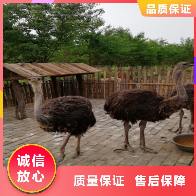 孔雀展览出租
