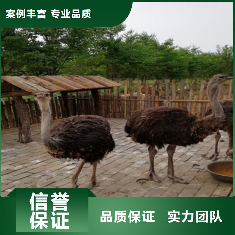 五洲国际马戏表演