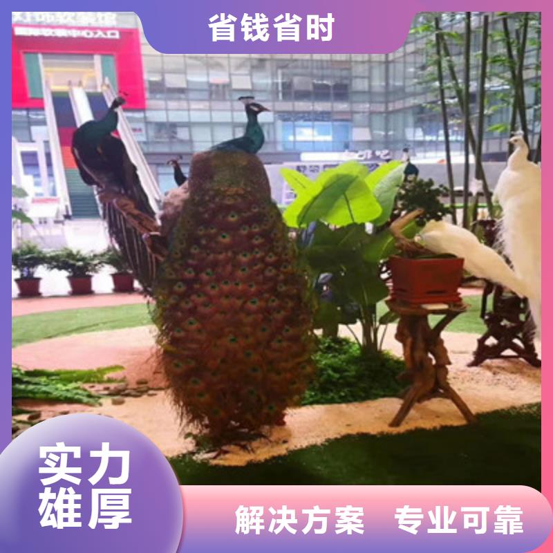 进口设特兰矮马展览租赁表演