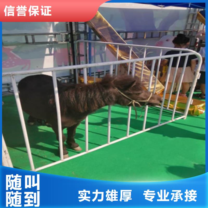 百鸟展百鸟朝凤