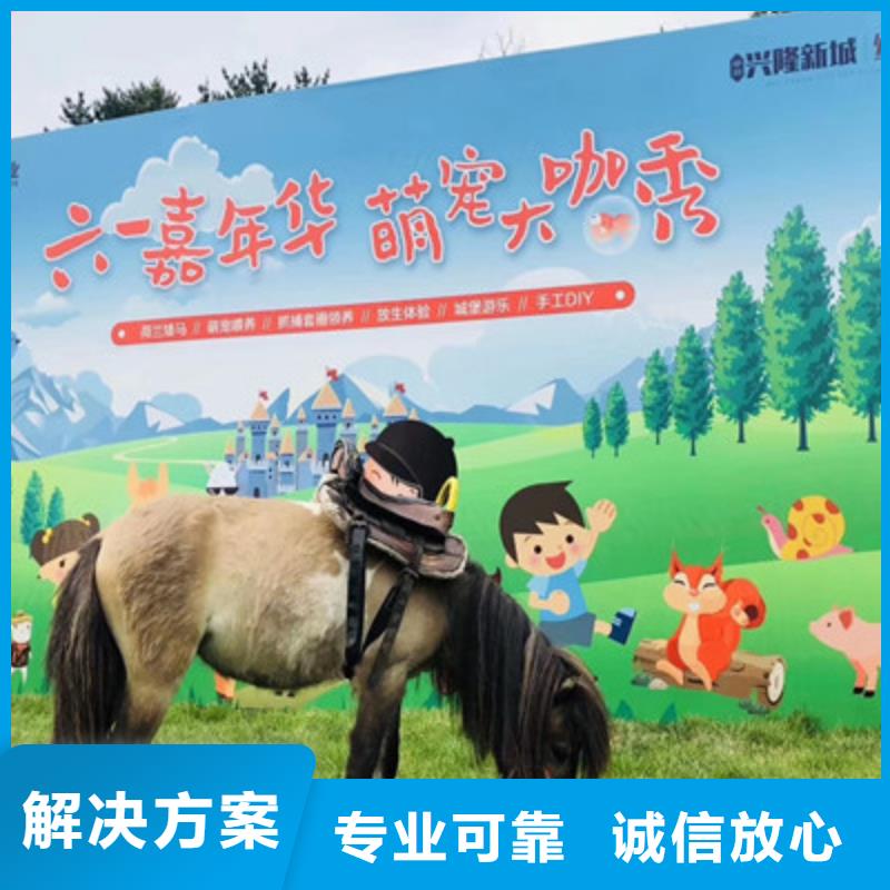 哪里有租赁小动物羊驼的