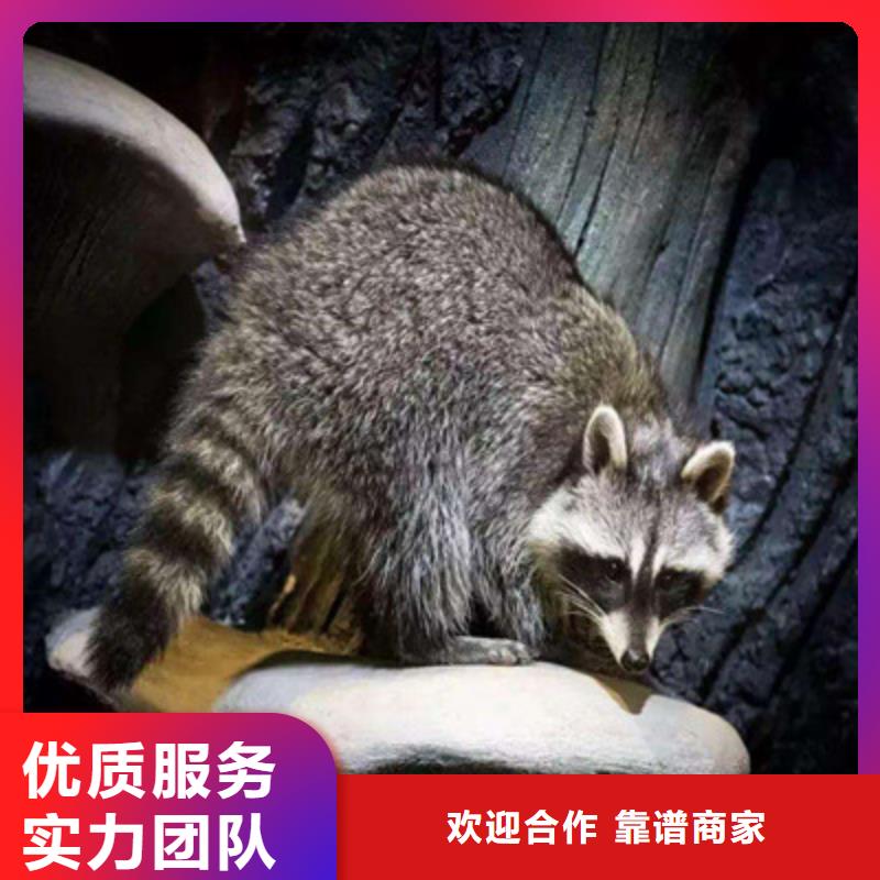 百鸟展价格百鸟朝凤