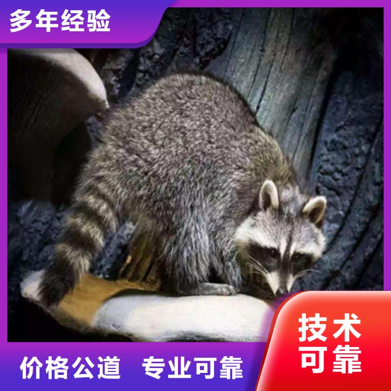 进口设特兰矮马展览租赁表演