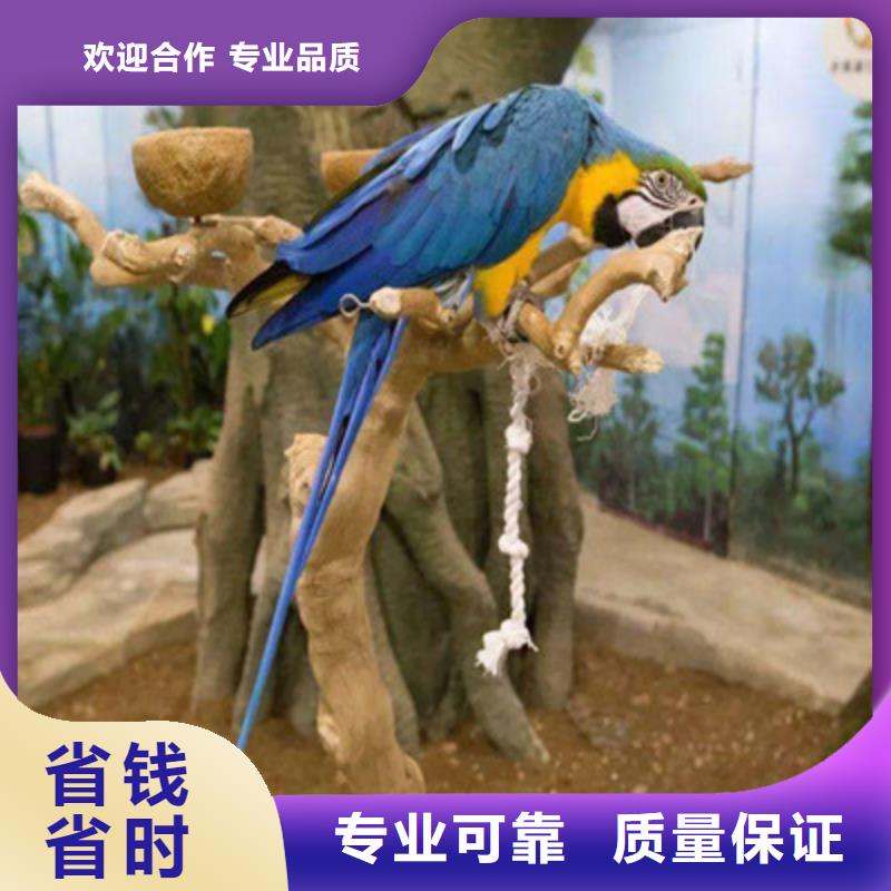 小矮马出租价格