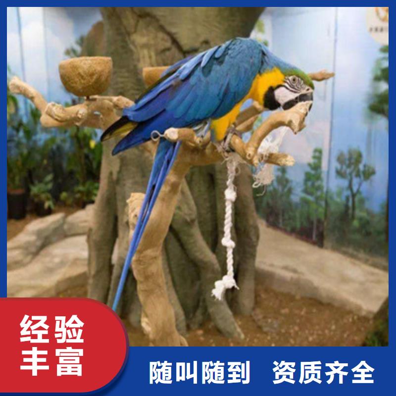 海洋动物表演租赁方案