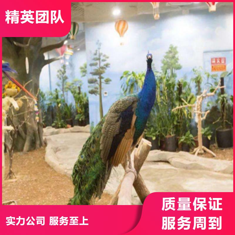 美人鱼表演方案演出公司