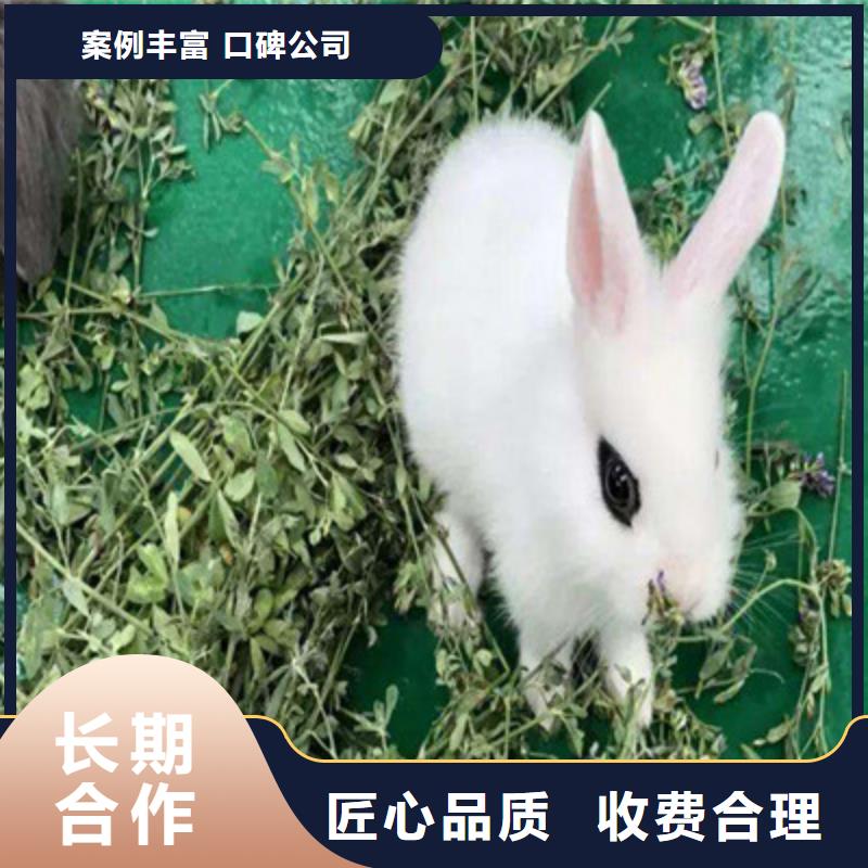 租赁东北傻狍子出租价格