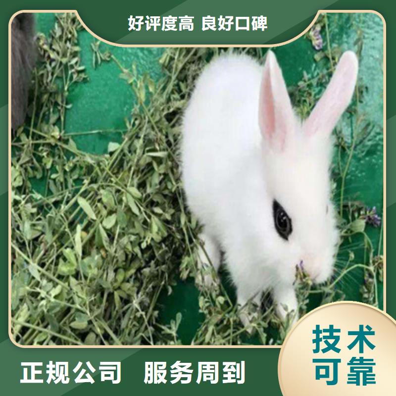 五洲国际马戏表演/