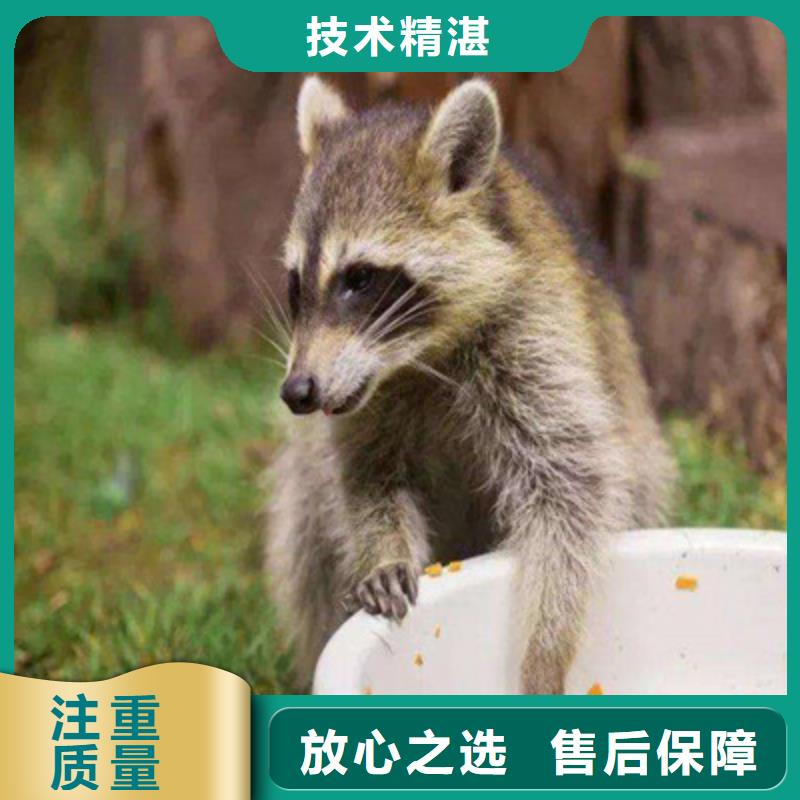 神兽草泥马羊驼租赁出租展览
