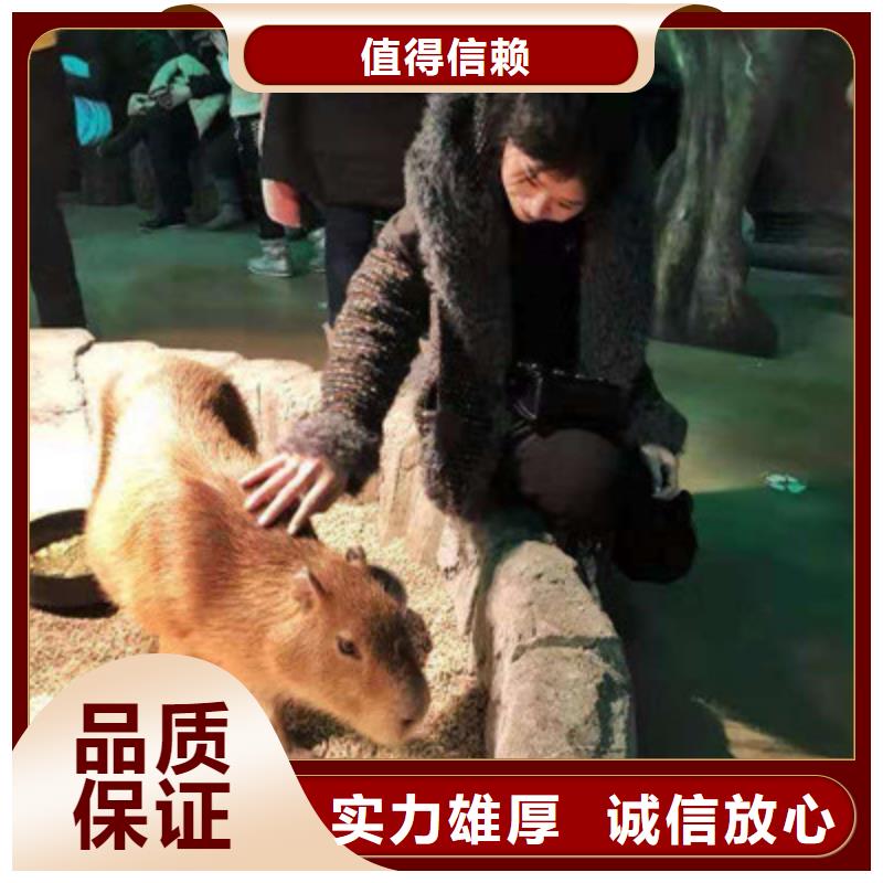 松鼠展鼠类科普展展览