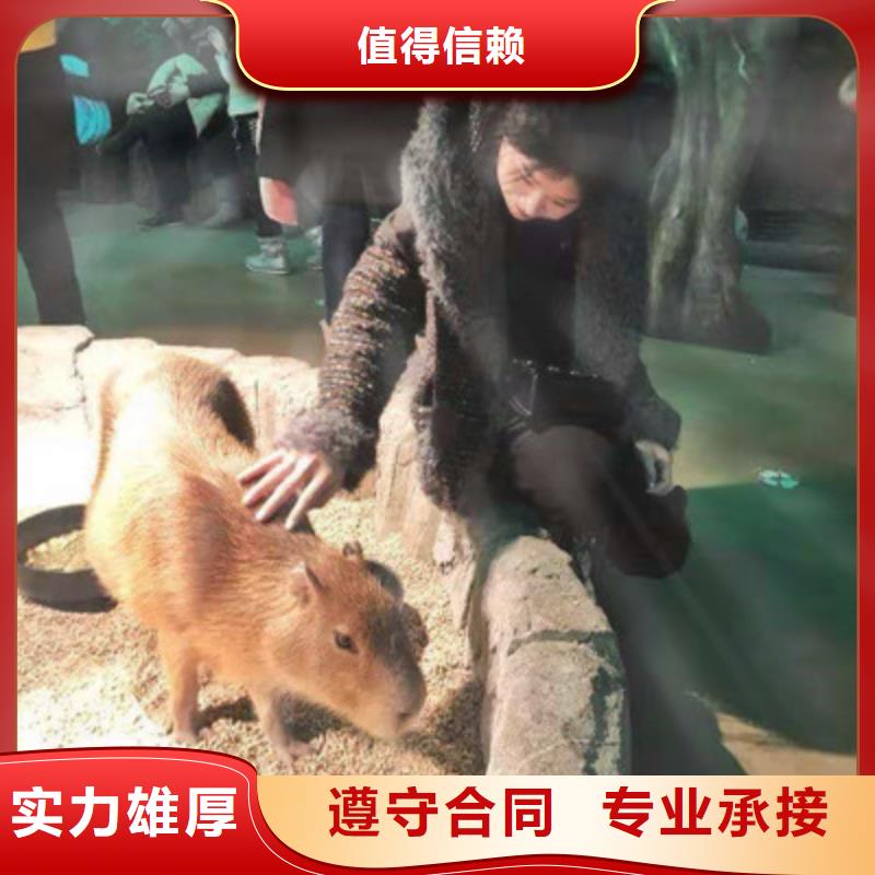 松鼠展鼠类科普展展览