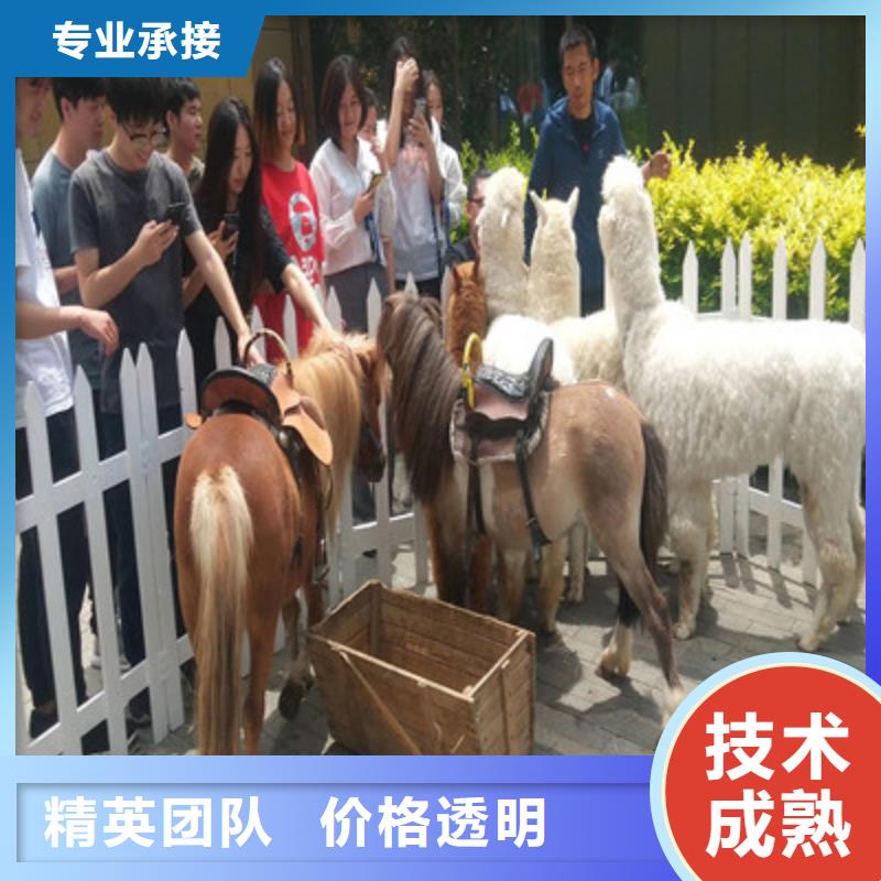 进口设特兰矮马展览租赁表演