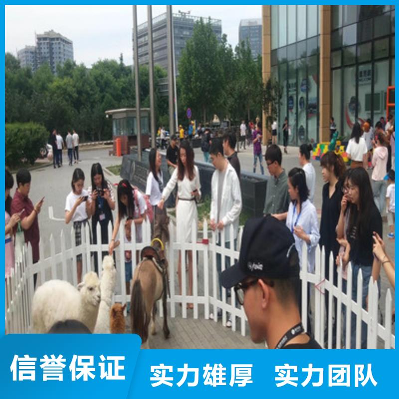 进口设特兰矮马展览租赁表演