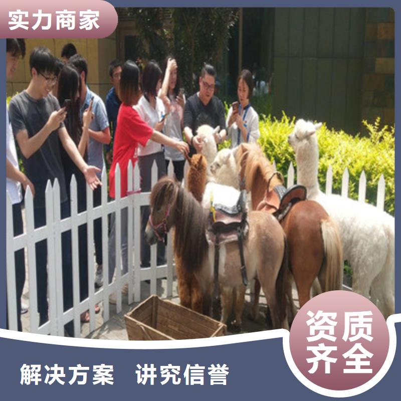 进口设特兰矮马展览租赁表演