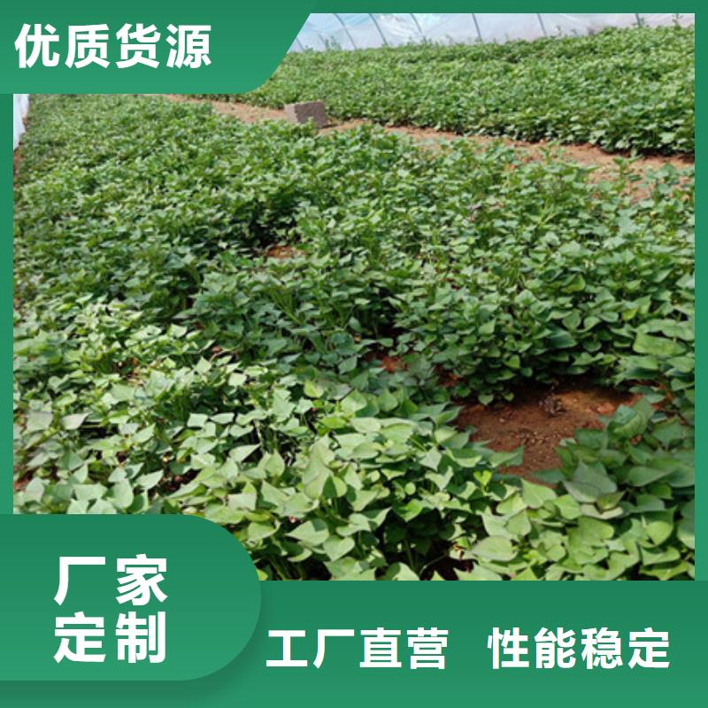 紫薯苗图片