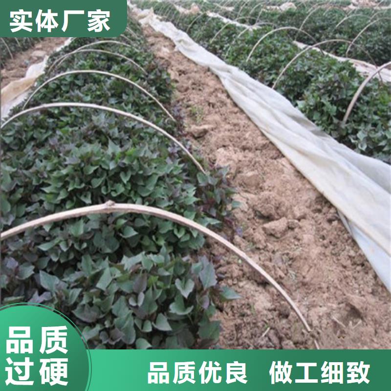紫薯苗（济黑2号）价格惠民