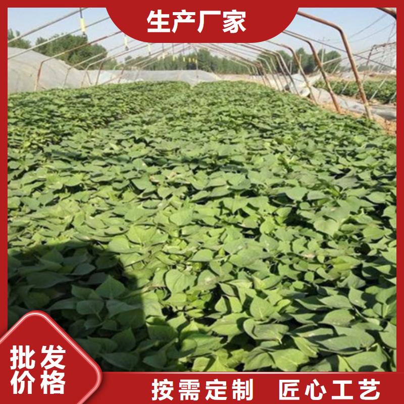 紫薯种苗批发价格