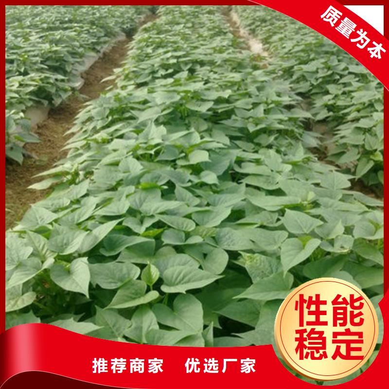 紫薯苗（济黑2号）厂家价格是多少