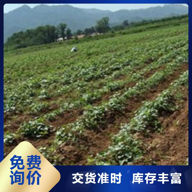 紫薯苗（济黑1号）专业生产厂家