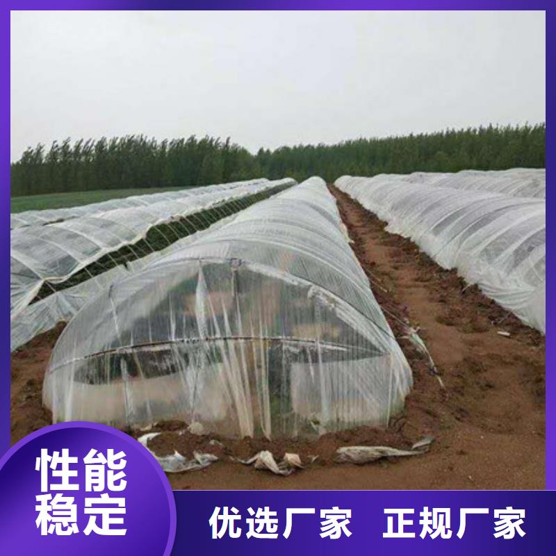 紫薯苗（绫紫）报价