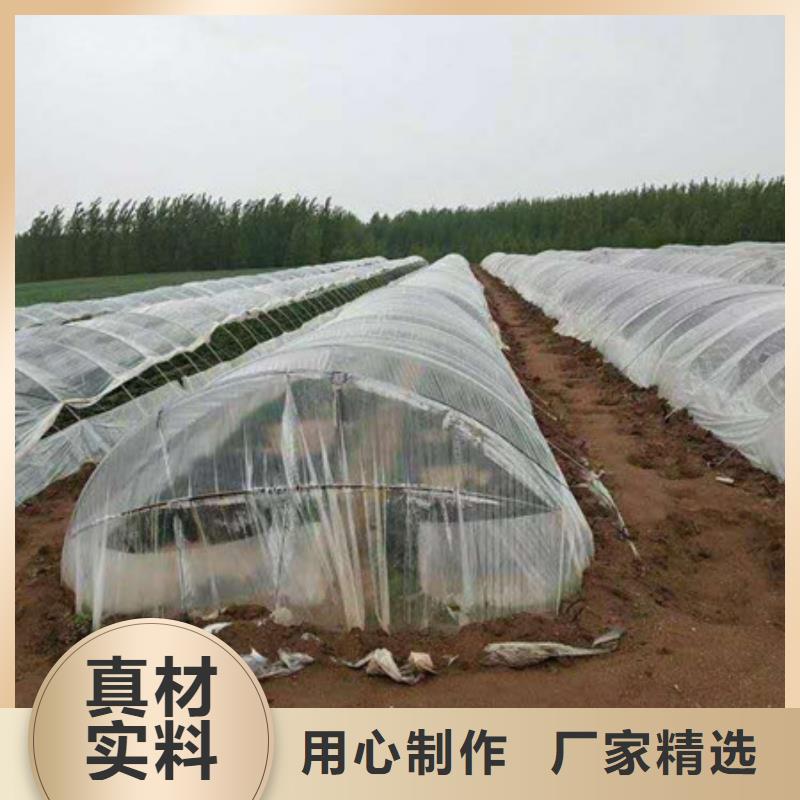 紫薯苗（紫罗兰）