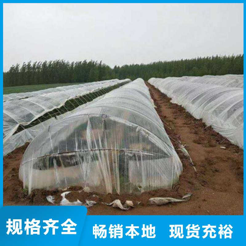 紫甘薯苗欢迎来电咨询