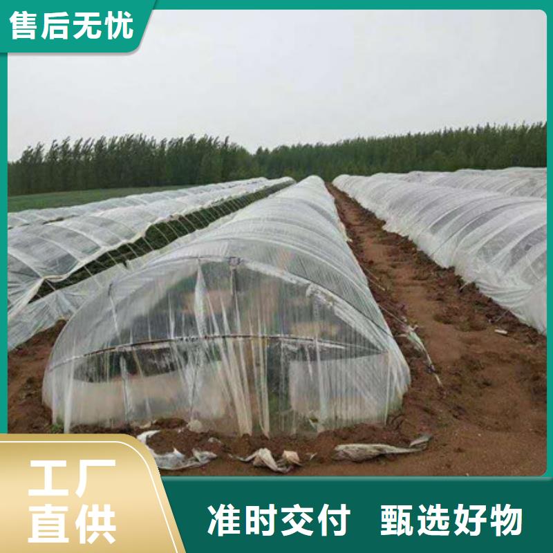 紫薯苗子厂家