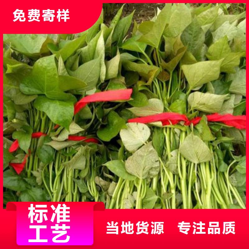 脱毒紫薯苗多少钱一斤