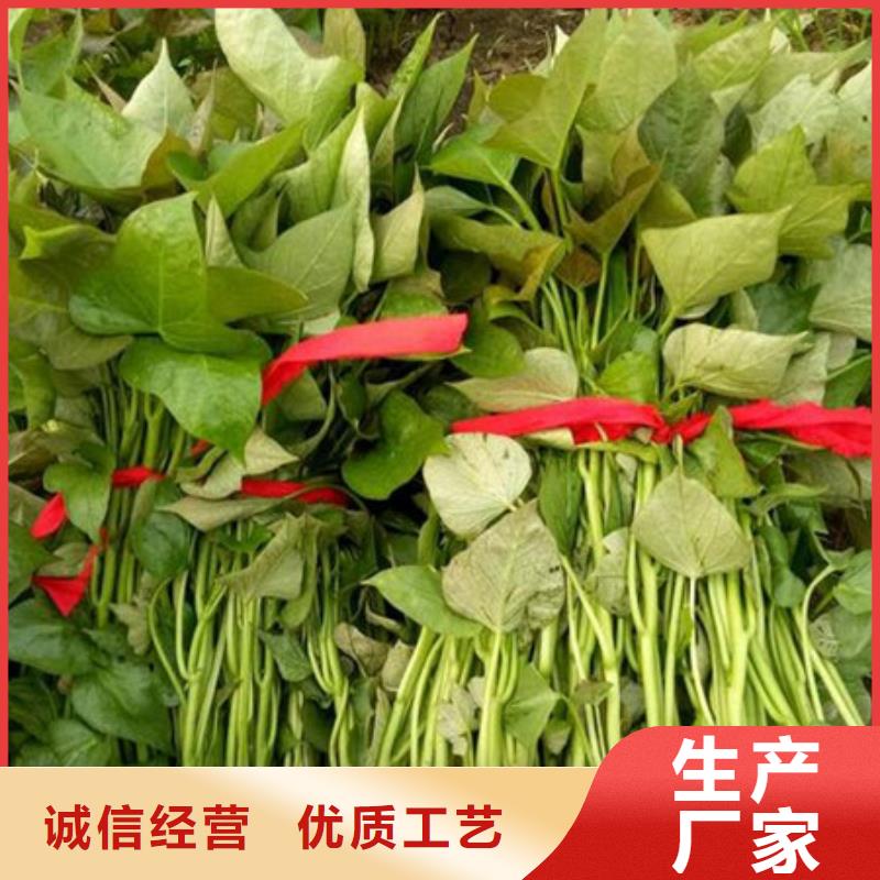 紫地瓜苗多少钱一斤