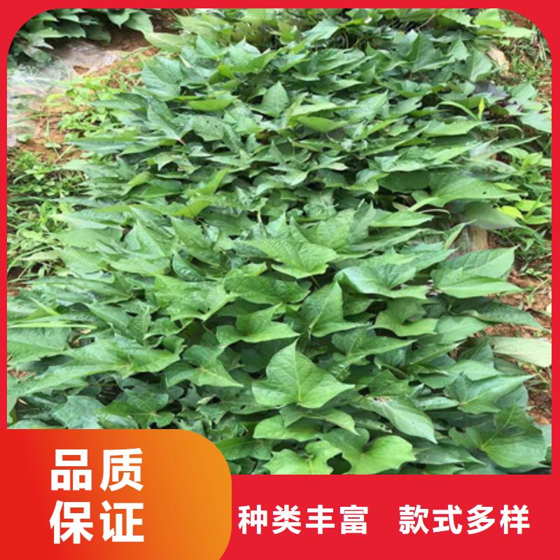 紫薯苗（紫罗兰）适宜气候