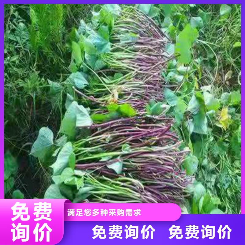 紫薯种批发价格