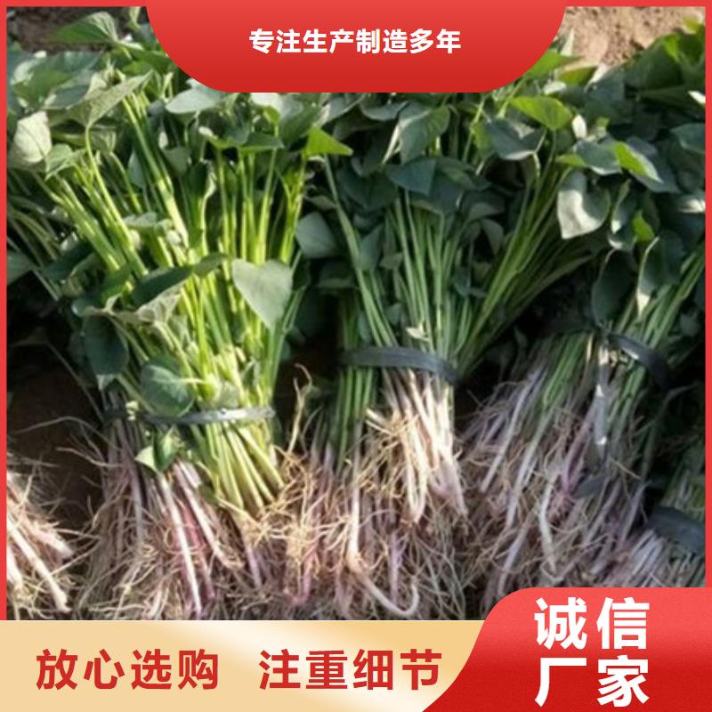 紫薯苗（东风8号）货源充足