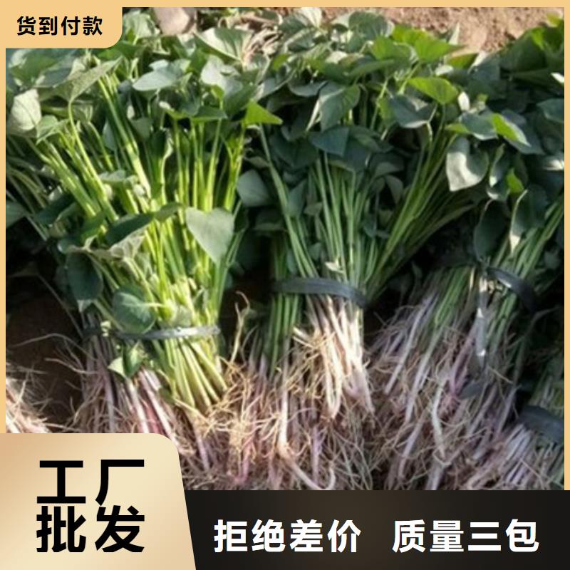 紫薯苗（济黑1号）专业生产厂家
