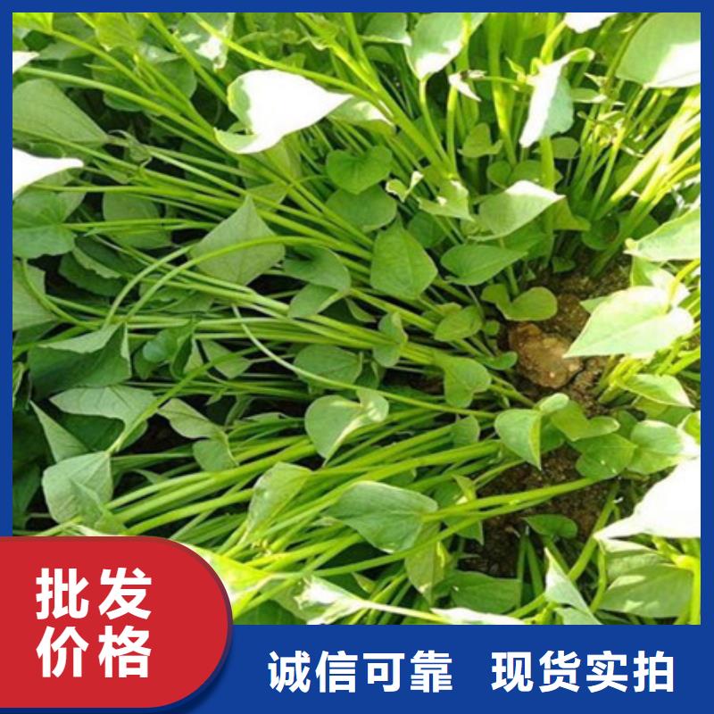 紫薯种子图片