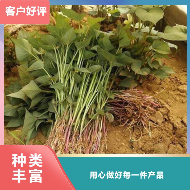紫薯苗（绫紫）欢迎来电咨询