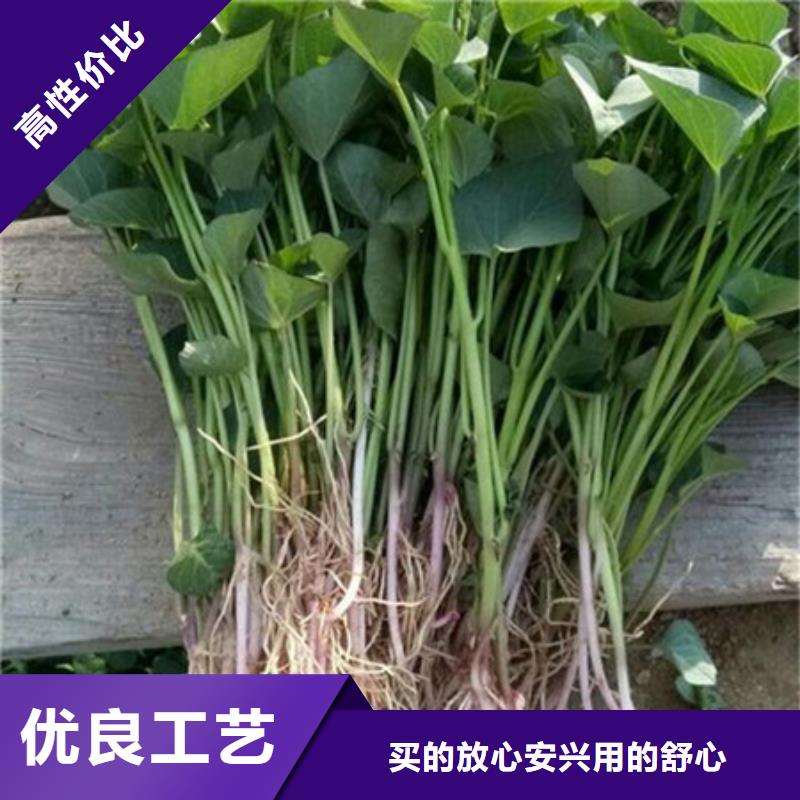 脱毒紫薯苗多少钱一斤