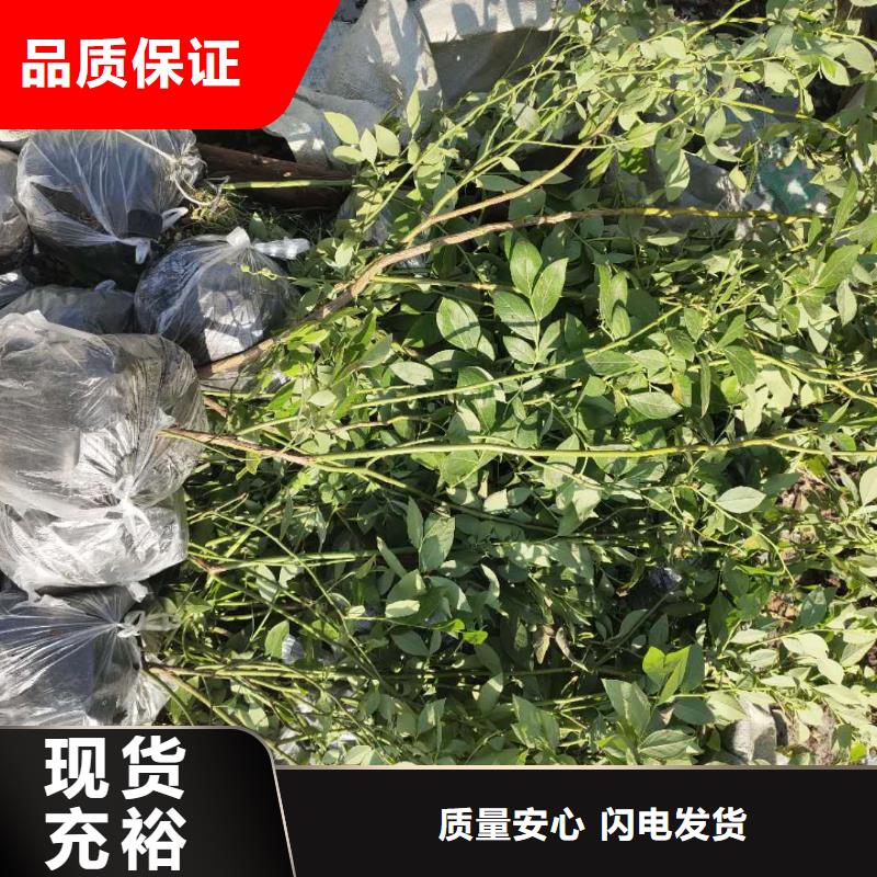 藍(lán)莓參數(shù)圖文介紹精品優(yōu)選