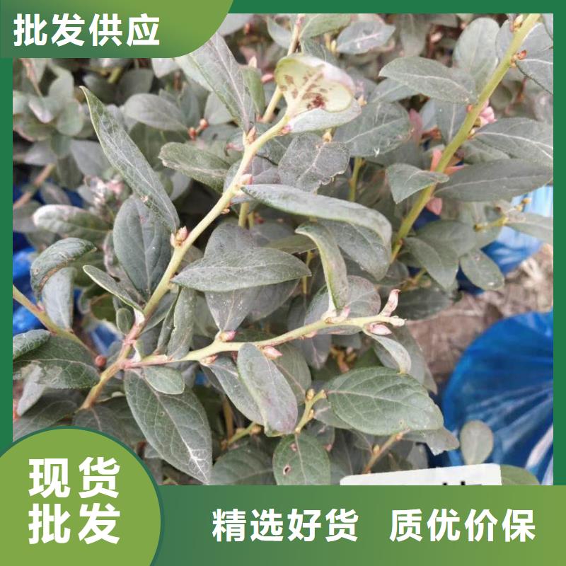 藍(lán)莓真正的廠家貨源